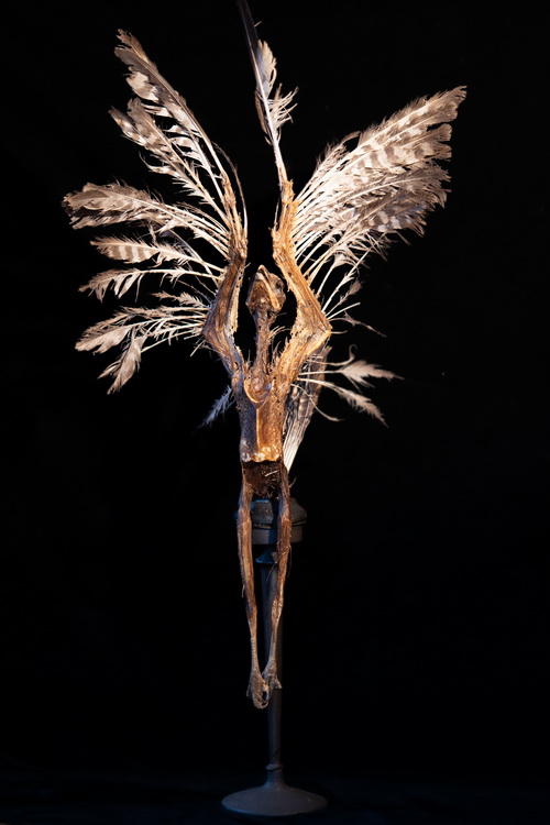 Olympische Buizerd